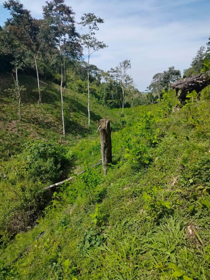 Desmantelan narcolaboratorio y plantación de coca en Olancho