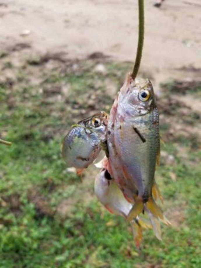 Peces encontrados después de la tormenta.