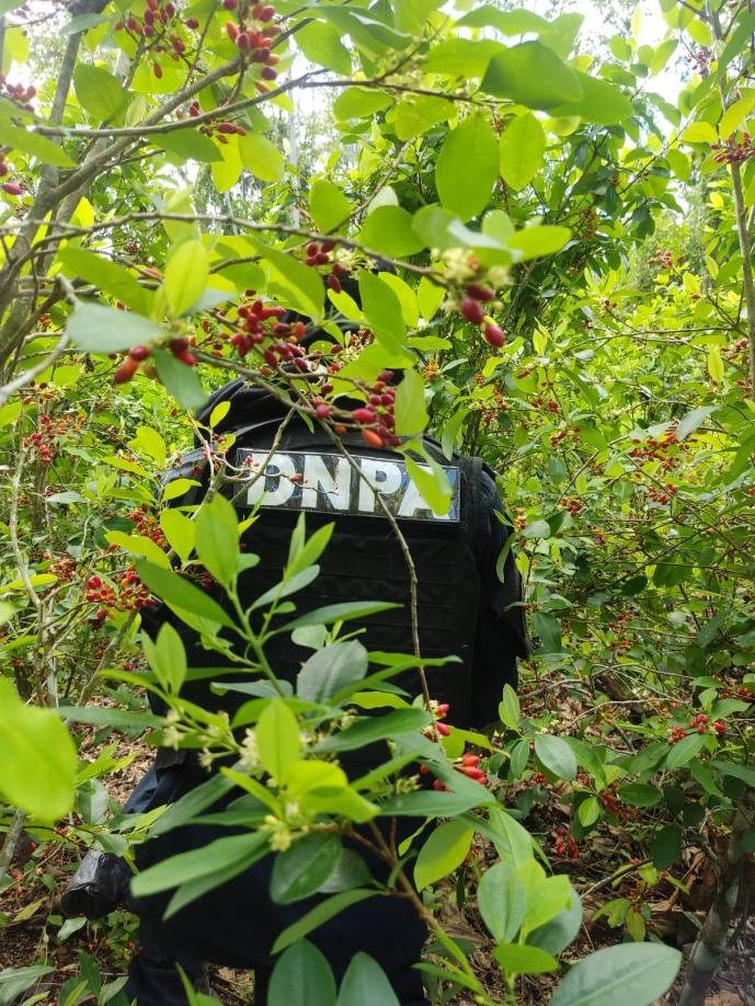 La operación se ejecutó en coordinación con la Fiscalía Especial Contra el Crimen Organizado (FESCCO) de San Pedro Sula, norte del país.