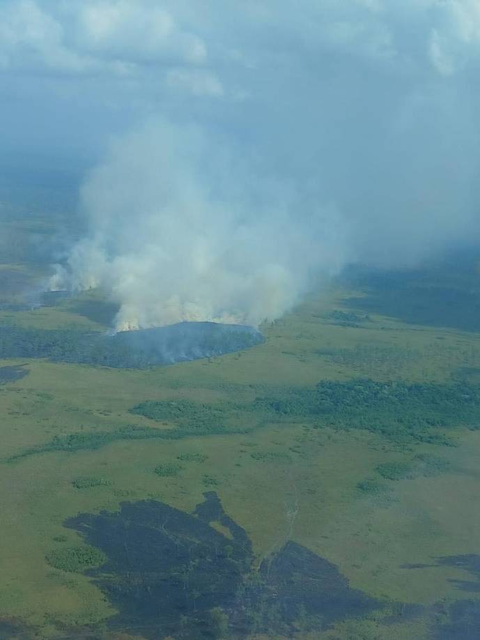 Hasta el momento se reportan innumerables pérdidas ambientales y afectación a la flora y fauna de la Biosfera del Río Plátano en Honduras.