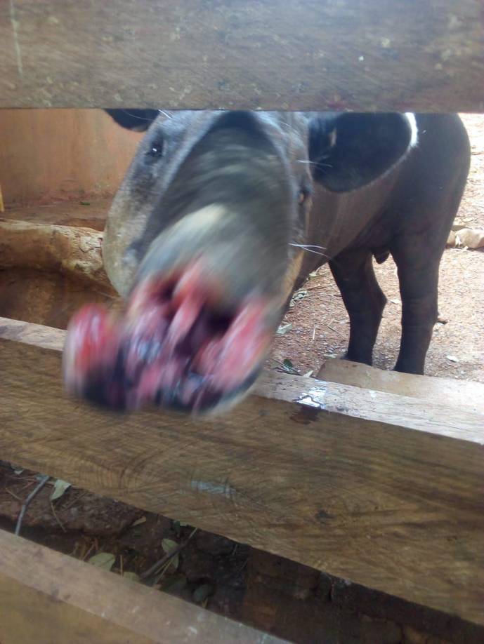 El daño en el tapir es evidente.