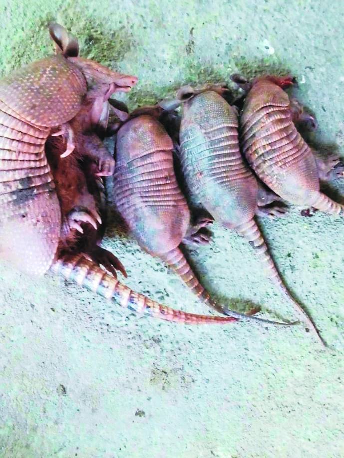 De acuerdo al análisis de la dinámica de cambio de cobertura forestal en la Zona de Reserva El Merendón, realizado por el ICF para los períodos 2000-2006, 2006-2012, 2012-2016 y 2016-2018 el tipo de bosque que ha tenido más cambios es el latifoliado húmedo con una pérdida acumulada durante todo el período de 334.78 hectáreas (deforestación bruta), también se reporta una ganancia acumulada de 124.80 hectáreas muy probable asociado a sistemas agroforestales