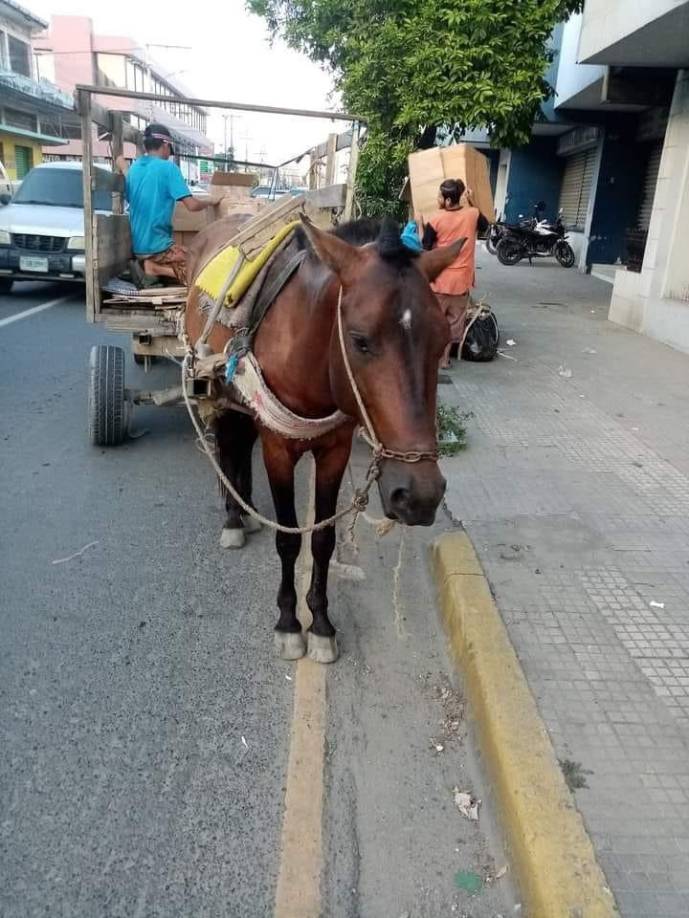 En ese sentido, ciudadanos desglosaron opciones para evitar el maltrato animal, ya que se sabe que muchos de estos caballos son descuidados por sus dueños. 