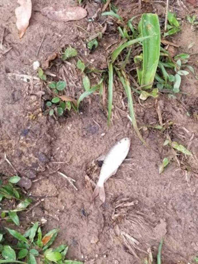 De acuerdo con los expertos, existen dos hipótesis que pueden justificar el fenómeno: la primera es que los peces son transportados desde el océano por una tromba marina o embudo.<br/>