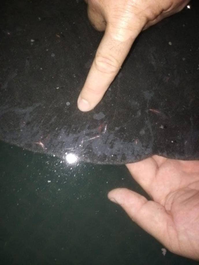 Tras el rescate, la ´vaca´ marina fue puesta bajo protección y cuidado del Departamento de Vida Silvestre del Instituto de Conservación Forestal (ICF) , tal y como indican los procedimientos de ley en este tipo de casos. 