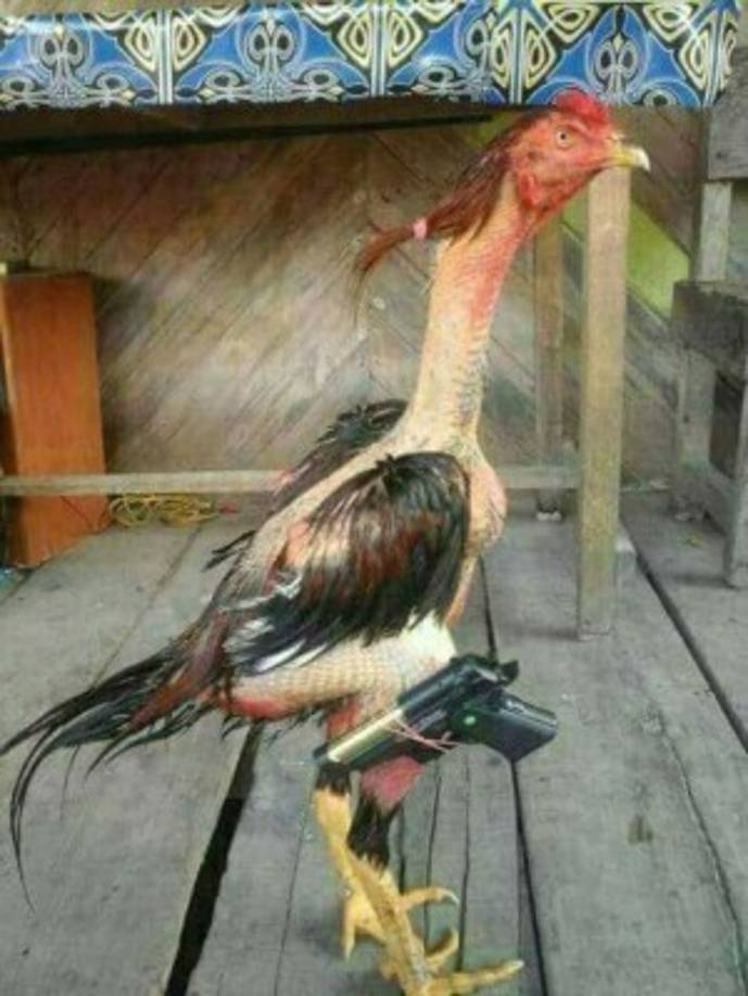 Hasta un gallo armado salió a relucir en las redes.