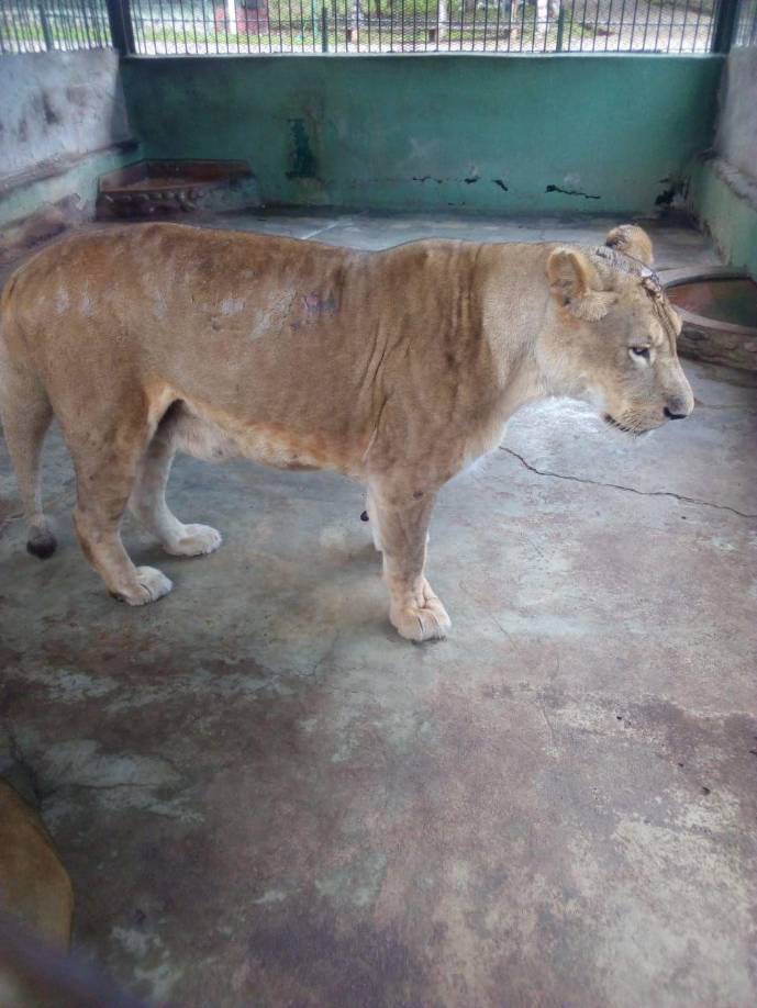 La leona también presenta problemas y su daño es evidente.
