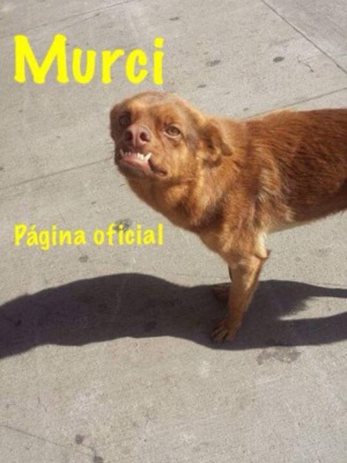 Su nombre de pila es Murci, por su aspecto de murciélago y su verdadera historia dista de la gracia que nos ha causado, ya que él es un perrito callejero.