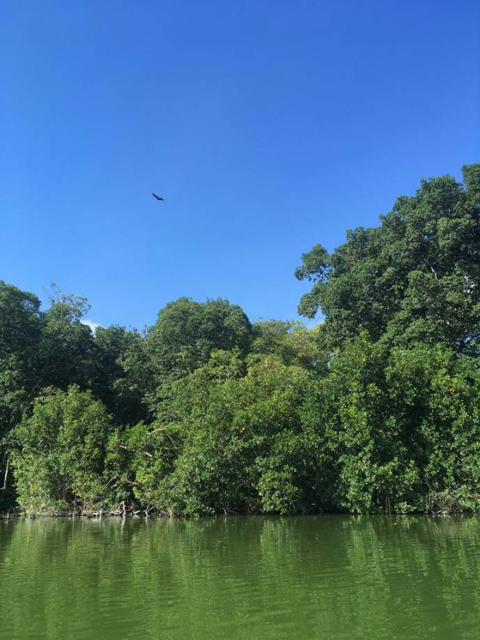 Esta espectacular zona natural es una de las lagunas más grandes de Honduras y la más grande del departamento de Atlantida, además, forma parte integral del Parque Nacional Jeannette Kawas (Punta Sal).