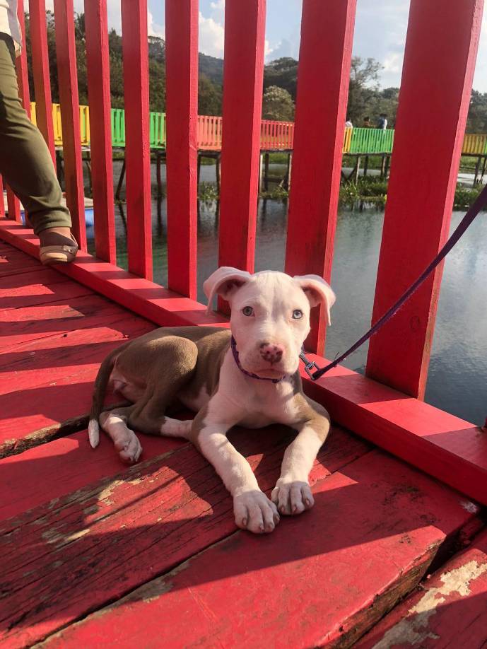Azalia Campos también inmortalizó la visita de su mascota. “También disfrutó ahí”, contó.