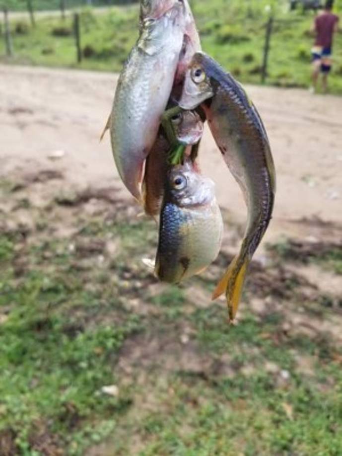 Peces encontrados en Yoro.