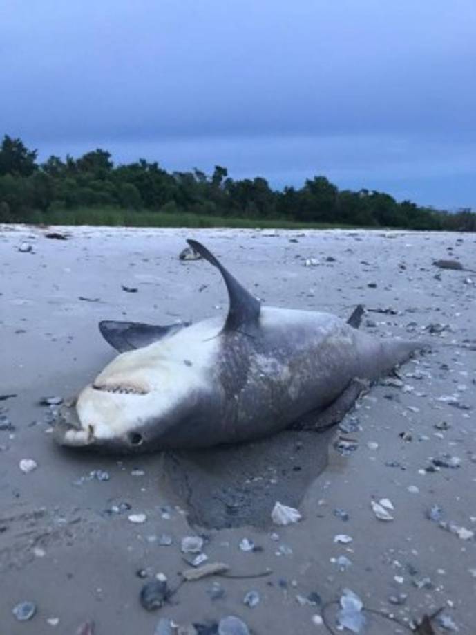 Millares de peces, centenares de tortugas y hasta algún manatí han aparecido muertos en estas playas consideradas entre las mejores del mundo por la calidad de sus arenas blancas y mar azul.
