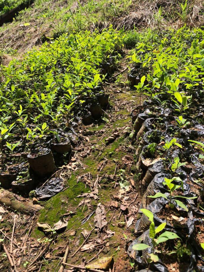 Según registros en poder de las autoridades, en lo que va del presente año se han registrado fuertes golpes contra el narcotráfico, con el corte e incineración de más de 949,015 arbustos de hoja de coca.