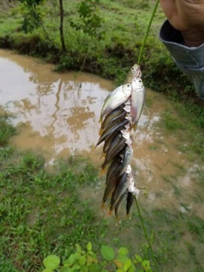 'Gracias Dios por la bendición de la Lluvia de Peces que el día de hoy (ayer martes) en horas de la madrugada cayó sobre la comunidad de Centro Poblado', indicó la municipalidad de Yoro en su cuenta de Facebook.
