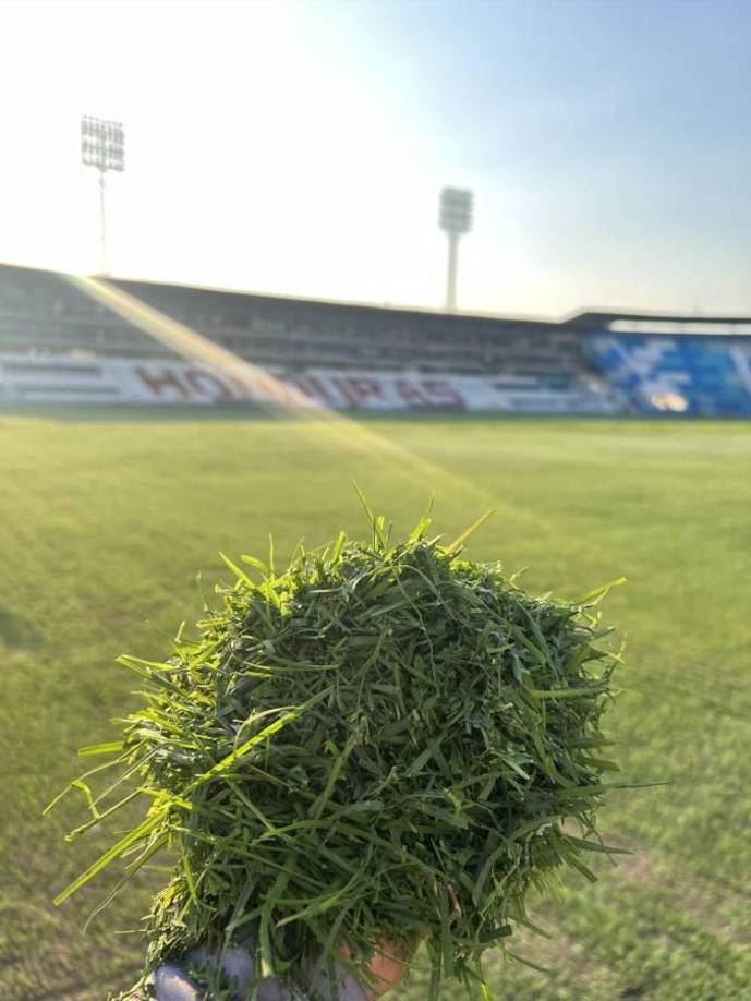 Parte del césped natural que fue cortado en su primer corto al estadio Nacional Chelato Uclés, luego de su siembre del engramillado híbrido.