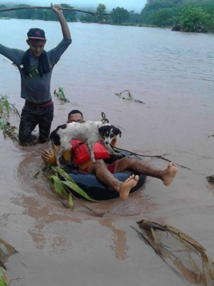 Rescate en Santa Bárbara, el Ulúa atrapó a una familia de forma repentina. El amor fue mostrado hasta con una mascota.