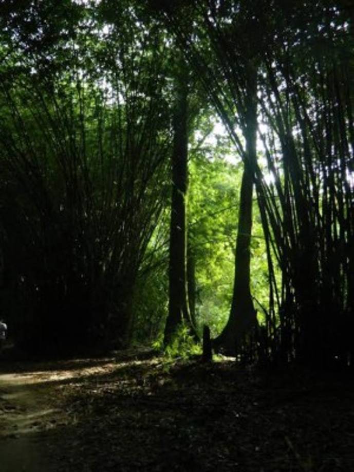 En Lancetilla puede hacer senderismo y avistar aves.