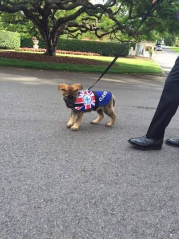 El perrito fracasó como policía en Australia.