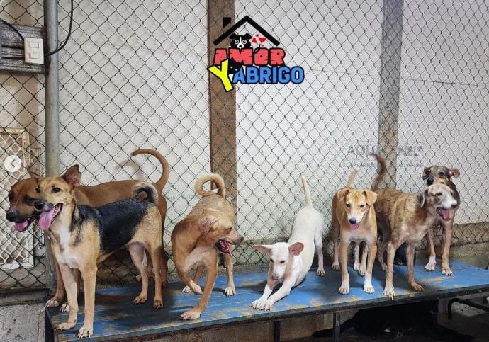 Rescatistas de animales realizarán feria de adopción