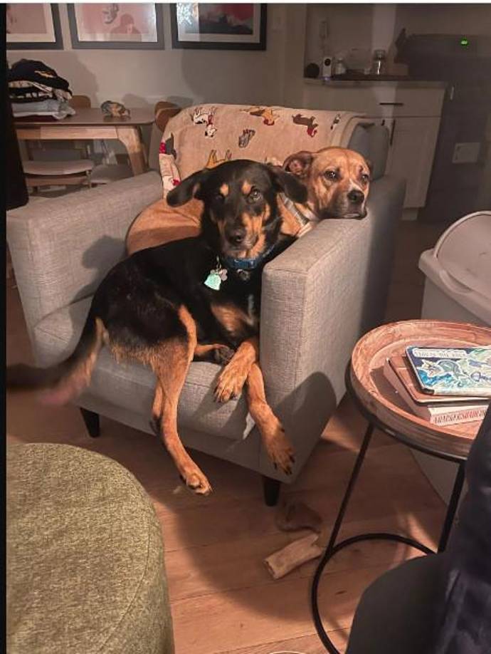 Alison Chan lleva tres años cuidando perros y el año pasado ganó $32,000 (al rededdor de 788 mil 160 lempiras) en Rover, según documentos revisados por NBC. Este año, va camino de ganar una media de $3,750 al mes (unos 92 mil 362 lempiras). Eso sin contar que ahora se desempeña como abogada.