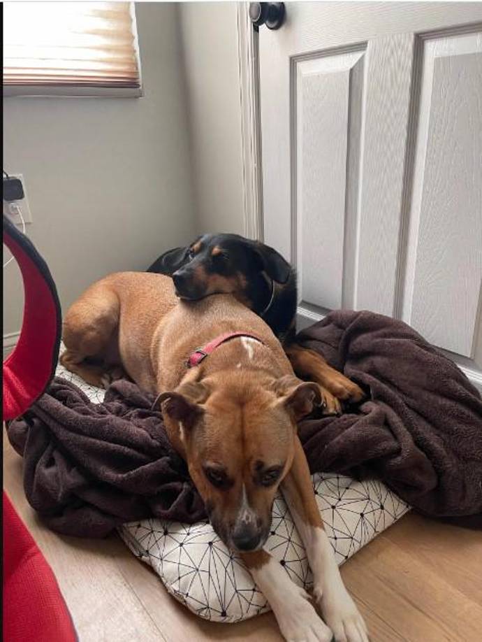 Chan pasa hasta 40 horas a la semana cuidando perros, pero algunas de esas horas son pasivas, sobre todo si es de 9 a 5, dijo a la NBC. Los perros pueden dormir, jugar con juguetes o interactuar entre ellos mientras ella está conectada a su trabajo de asistente legal.