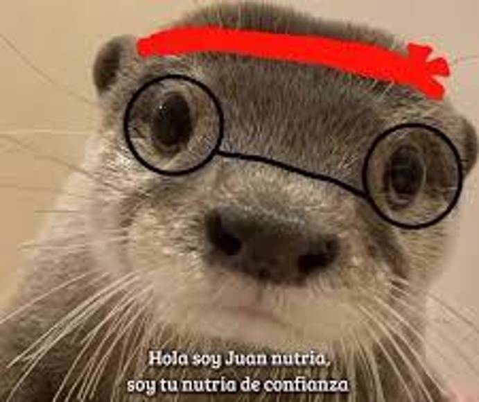 No es oro todo lo que reluce. La tendencia de animales que se vuelven virales y de cuentas protagonizadas por ellos, ha derivado también a la explotación por parte de los propietarios de mascotas y, también, al uso de animales que no están adaptados al medio doméstico.Un informe de la AfA Social Media Animal Cruelty Coalition (SMACC), ha señalado que animales silvestres como tigres, monos, serpientes o nutrias, están teniéndose como mascotas y recibiendo tortura “física y psicológica” a cambio de conseguir unos cuantos “me gusta” o seguidores.