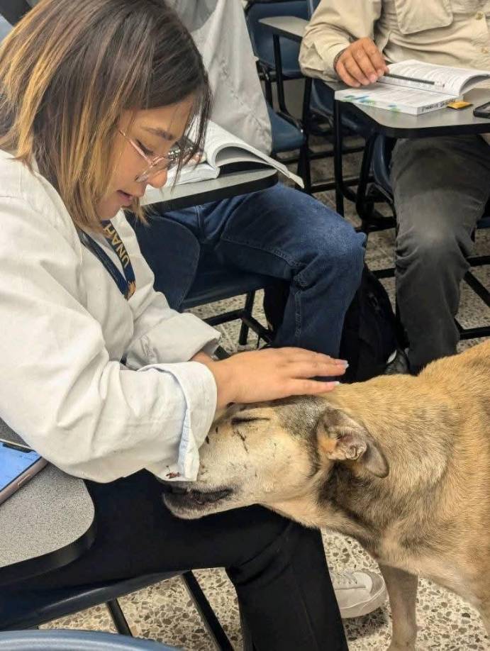 Si desea ser parte de Patitas UNAH no necesita nada más que amar profundamente a los animales, además, el voluntariado es abierto al público en general, no solo es para los estudiantes de la UNAH.