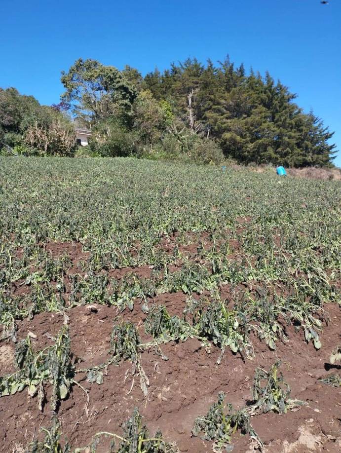 Helada en Intibucá daña cultivos de fresas, papas y frijoles