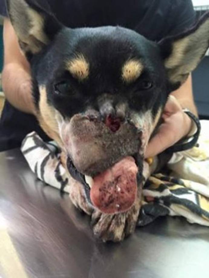 Una foto momentos después de la agresión corrió rápidamente en las redes sociales en julio de 2016, lo que movilizó a la gente y a la Asociación Vida Animal, con lo que lograron salvarle la vida al perro que hoy tiene unos cuatro años de edad. Foto:http://www.crhoy.com/archivo/duke-salio-de-operacion-le-aseguran-una-vida-normal/nacionales/