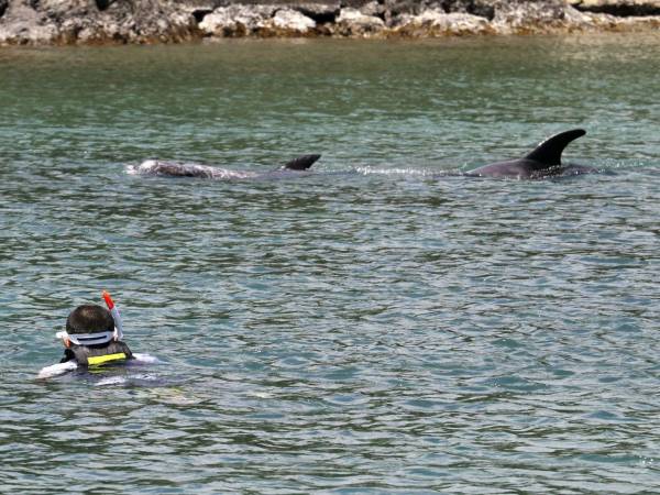 Desde el 21 de julio, al menos 16 personas han resultado heridas en ataques de delfines en Japón.