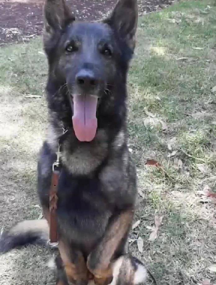 Este domingo los mexicanos amanecieron consternados por la muerte de “Proteo”, uno de los perros rescatistas que llegaron a Turquía.