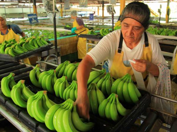 El sector bananero de Honduras, concentrado en la costa norte, genera anualmente más de $600 millones al año. Es un importante empleador para hombres y mujeres de todas las edades quienes pueden desempeñar labores en las fincas y en las empacadoras.