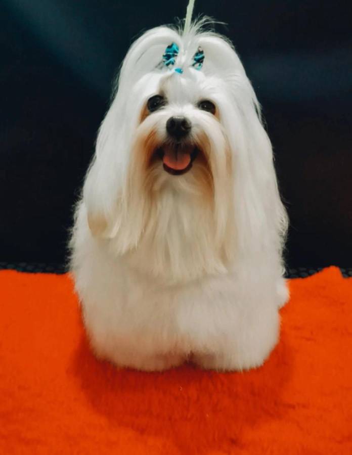 Día Internacional del perro: lindas ideas para consentir a tu peludo