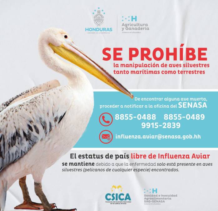 En Honduras, ante el brote, el Servicio Nacional de Sanidad e Inocuidad Agroalimentaria (Senasa) ha prohibido la manipulación de aves silvestres. 