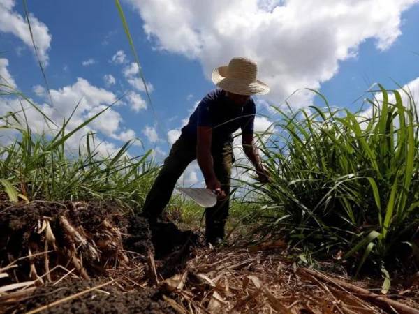 Unos 70,000 trabajadores dependen de la industria azucarera en Cuba.