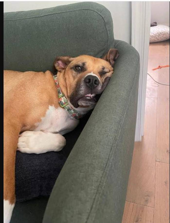 Chan, que se crió rodeada de perros y gatos, dice que tardó un año y medio en encontrar un modelo de negocio. Al principio, cobraba a los dueños unos 35 dólares por pernoctar, pero enseguida se dio cuenta de que sus precios eran más bajos que los de la competencia. En la aplicación debía dar el 20 por ciento de comisión.