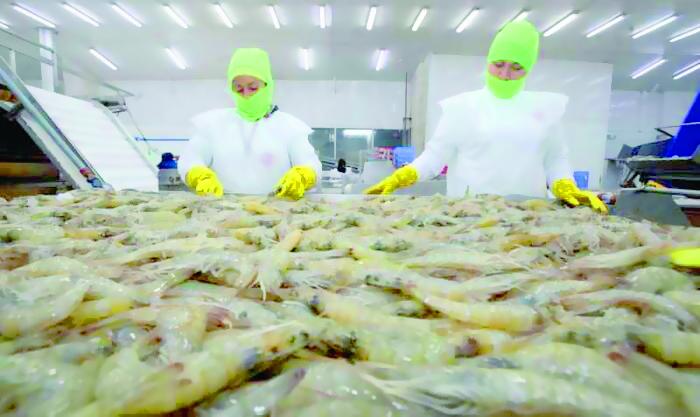 Cancillería: “Convenio le permitirá al país exportar camarón y otros productos de mar a China”