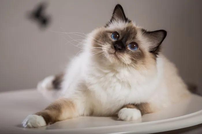 ¡Alerta! estas son las señales de que un gato podría morir pronto