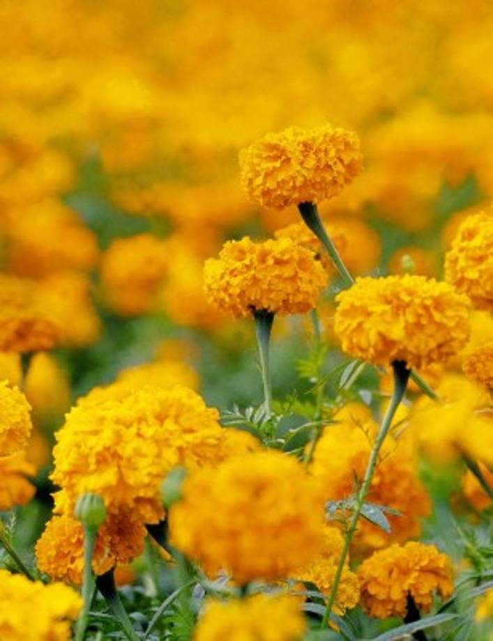 La zona de amortiguamiento del parque se reconoce como el principal proveedor de plantas ornamentales para la ciudad capital del país.<br/>