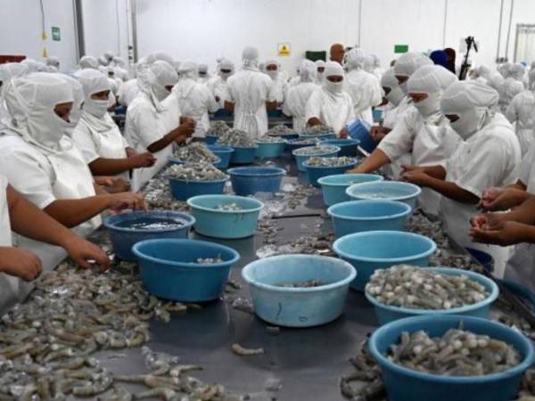 Honduras produce 59 millones de kilos de camarón al año y cuenta con las primeras nueve plantas empacadoras de camarón certificadas. Imagen de archivo.