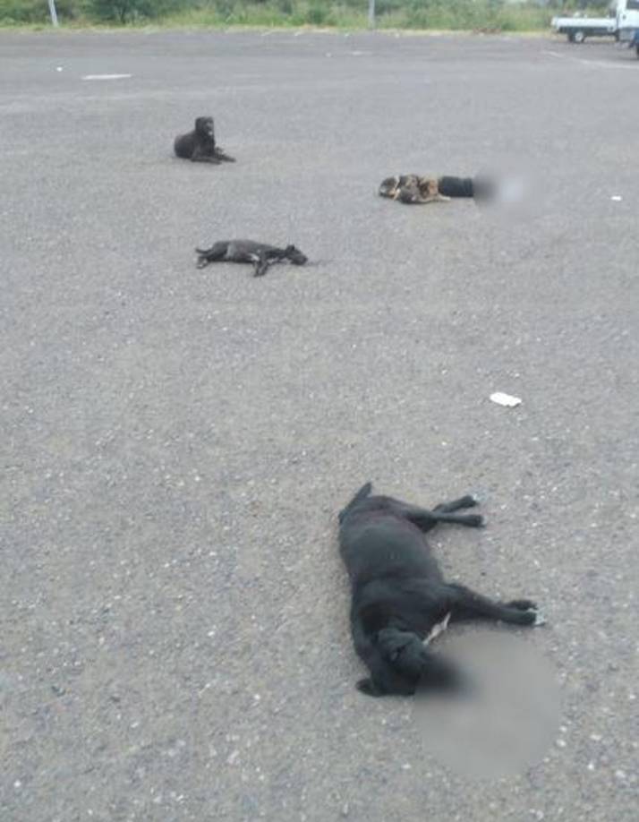 Las imágenes que circulan en redes sociales muestran la desgarradora escena: los cuerpos de los perros yacen inertes sobre el pavimento, mientras otros dos canes, que sobrevivieron al ataque, permanecen junto a ellos.