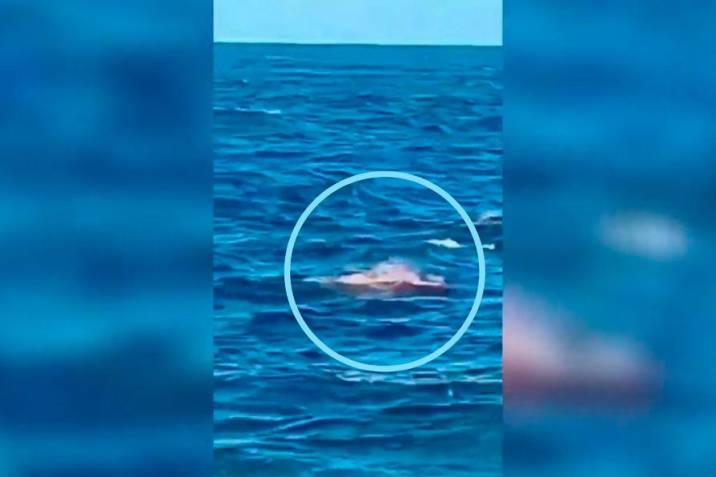 Video: Captan el momento en que un tiburón devora a un nadador en playa de Australia