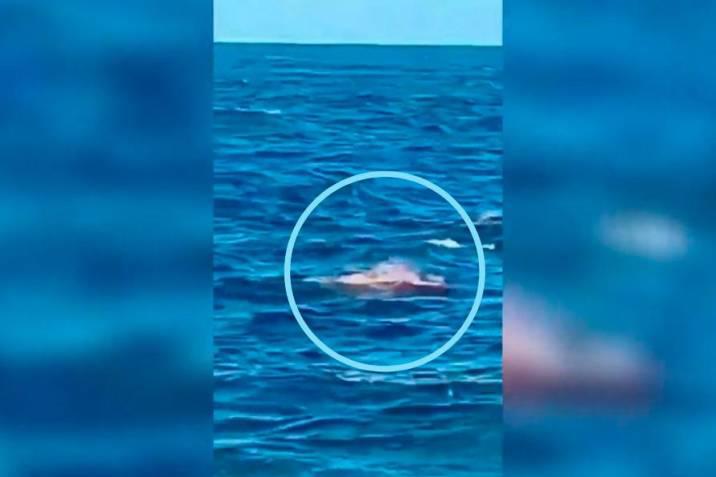 Video: Captan el momento en que un tiburón devora a un nadador en playa de Australia
