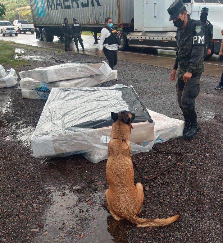Con la ayuda de un elemento canino, los agentes en San Lorenzo encontraron los paquetes ocultis en la base de unas canas.