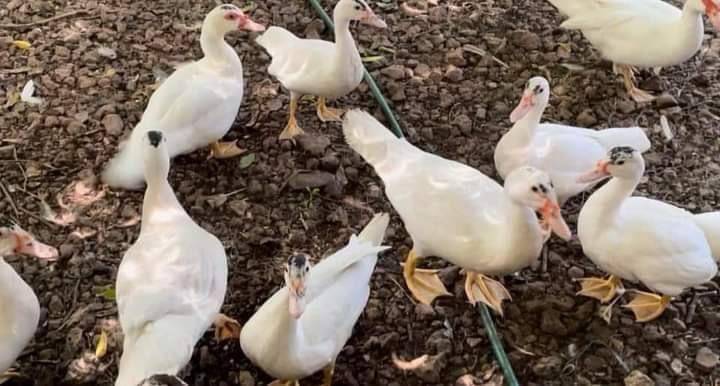 3. También el cambio que será visible es que al momento álgido del eclipse solar los insectos voladores se detendran buscando su refugio.