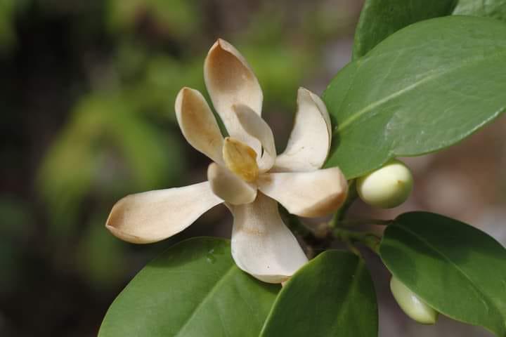 La nueva especie de árbol de magnolia silvestre descubierta en Pico Bonito, las cuales están gravemente amenazadas en toda su área de distribución global, incluida América Central, otro bastión vital de estos árboles antiguos.