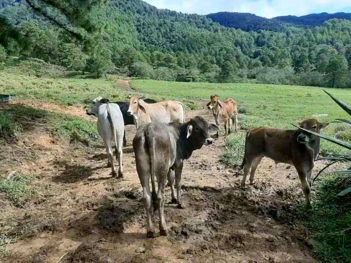Rabia bovina mata a cinco vacas y genera alarma en Gualcinse, Lempira