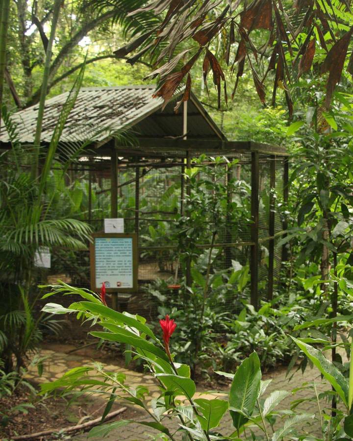 Macaw Mountain se recupera tras devastación por lluvias