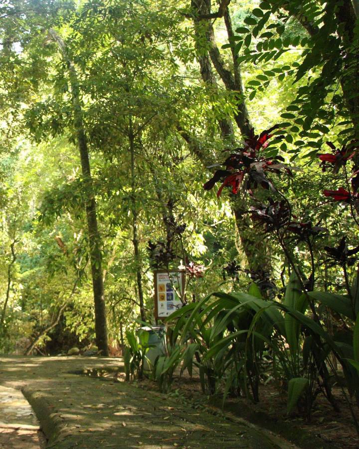 Macaw Mountain se recupera tras devastación por lluvias
