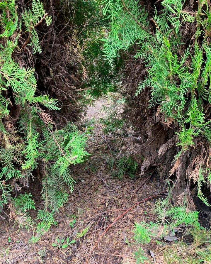 Laberinto de cipreses es cerrado temporalmente por daños